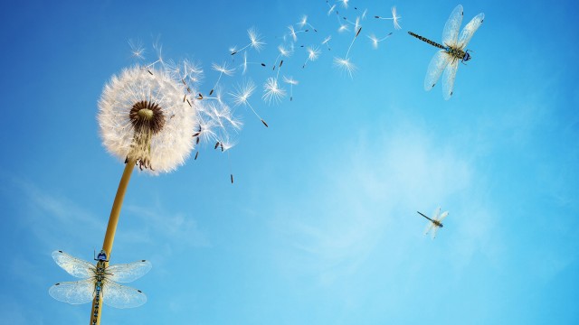 Dandelion flower Dragonflies