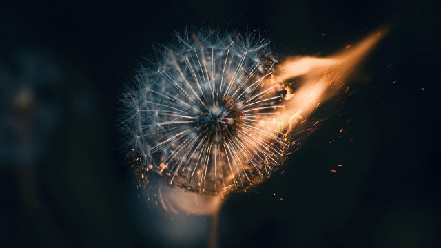 Dandelion flower Fire