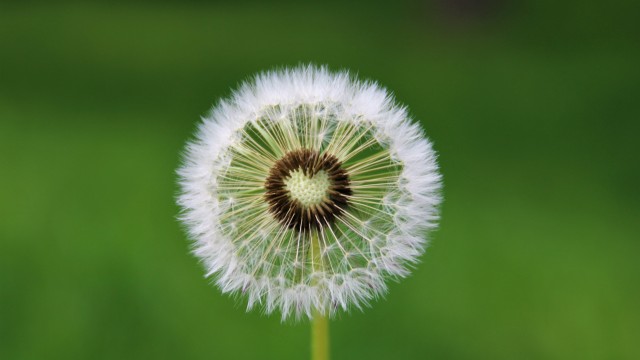 Dandelion flower Heart