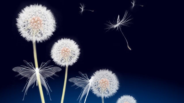 Dandelion flowers Dandelion seeds