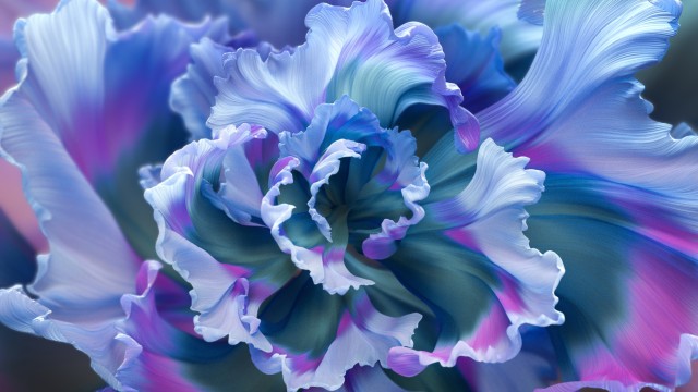 Floral Background Purple Flower