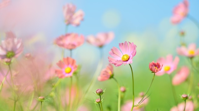 Flower garden Cosmos flowers