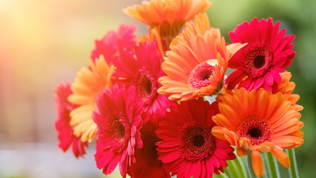 Gerbera Daisy Bouquet