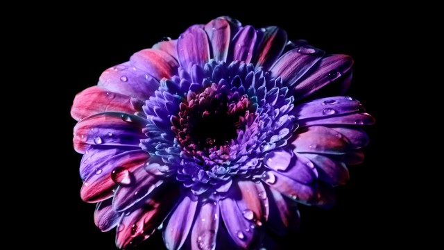 Gerbera Daisy Purple Flower