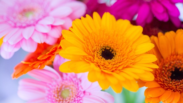 Gerbera Daisy Yellow flower
