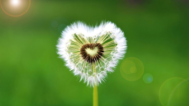 Heart shape Dandelion flower