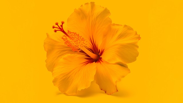 Hibiscus flowers Yellow flower