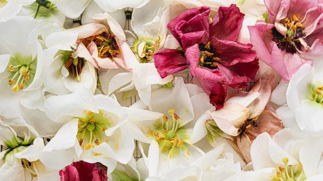 Lisianthus flowers 5K