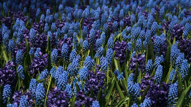 Lupine Field Blue flowers