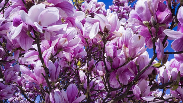 Magnolia flowers 5K