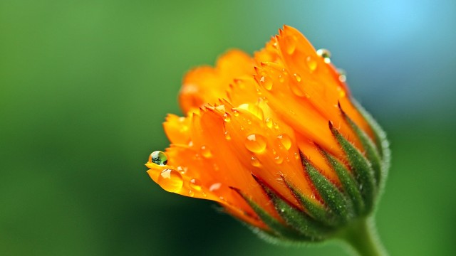 Marigold flower Calendula