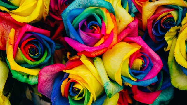 Multicolor Roses Colorful