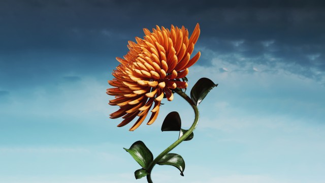 Orange flower Bloom