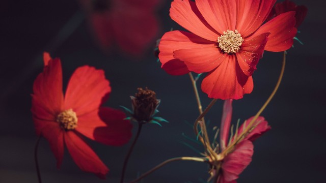 Orange flowers Summer