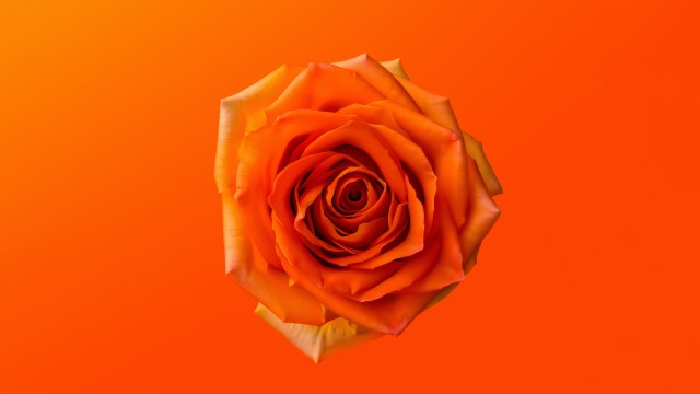 Orange Rose 8K