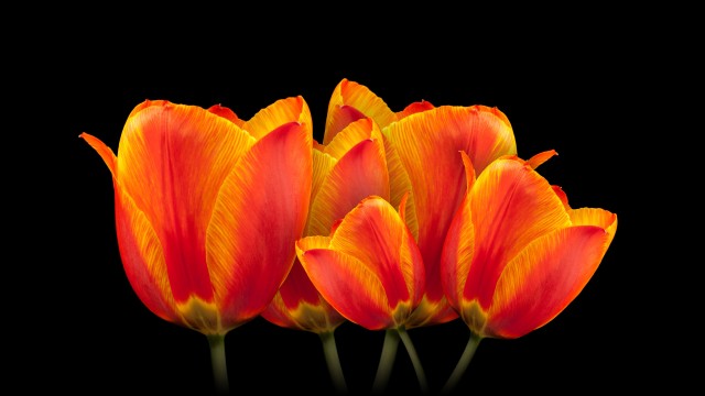 Orange tulips Black background