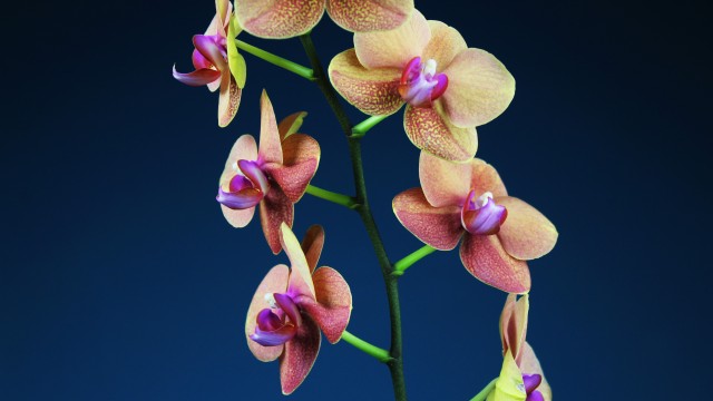 Orchid flowers Blue background