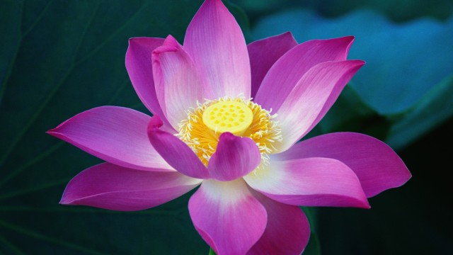 OS X Lion Lotus flower