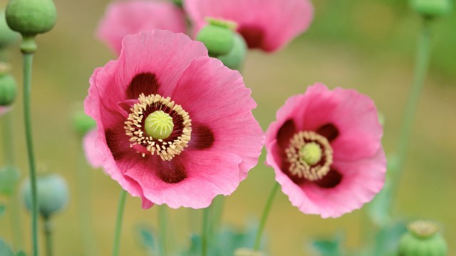 OS X Lion Poppies