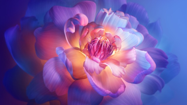 Peony flowers Aesthetic