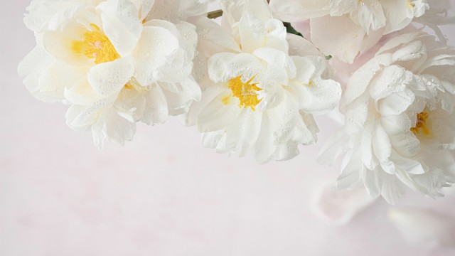 Peony flowers White peonies