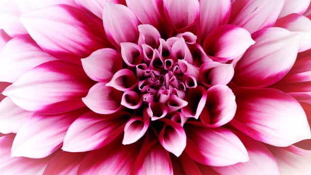 Pink Dahlia Closeup