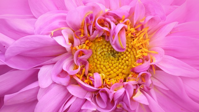 Pink Dahlia Macro