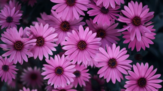 Pink Daisies Spring