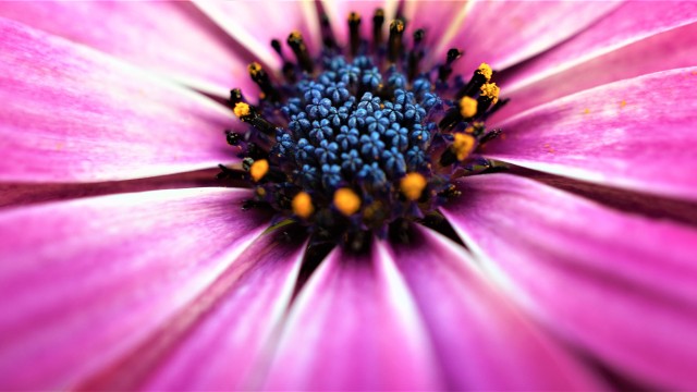 Pink Daisy Closeup
