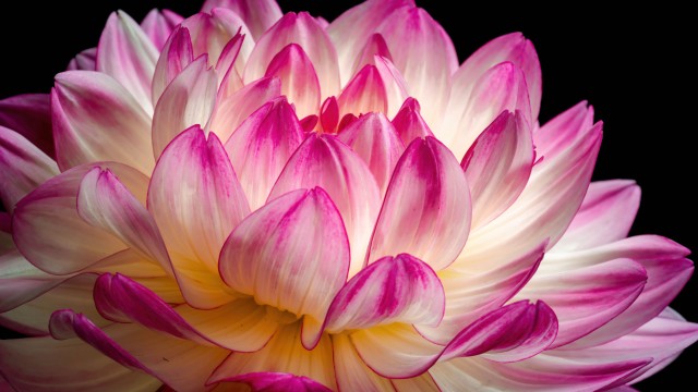 Pink flower Dahlia flower