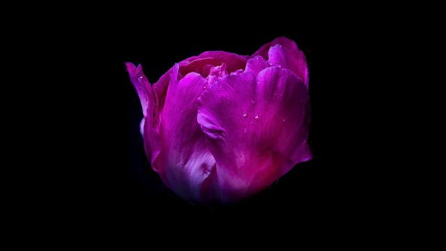 Pink flower Dew Drops