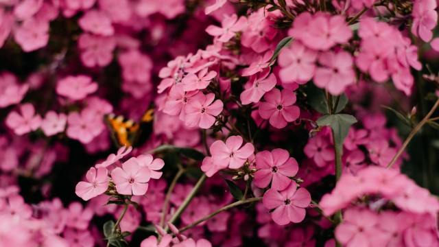Pink flowers Bokeh
