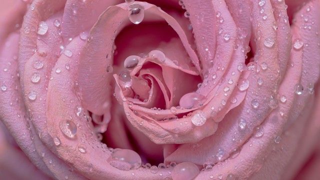 Pink rose Droplets