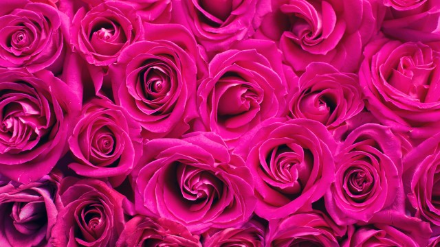 Pink Roses Floral Background