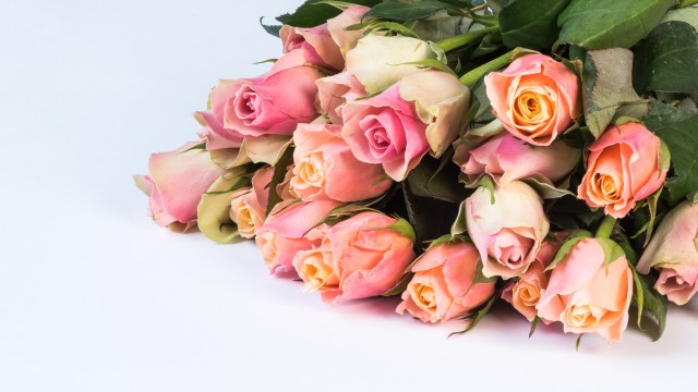 Pink Roses Green leaves