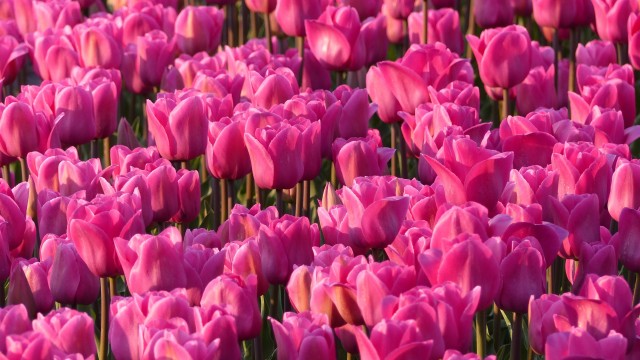 Pink Tulips Tulip flowers