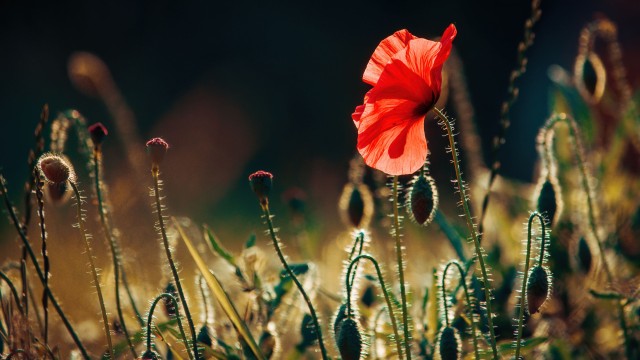 Poppy flower Bloom