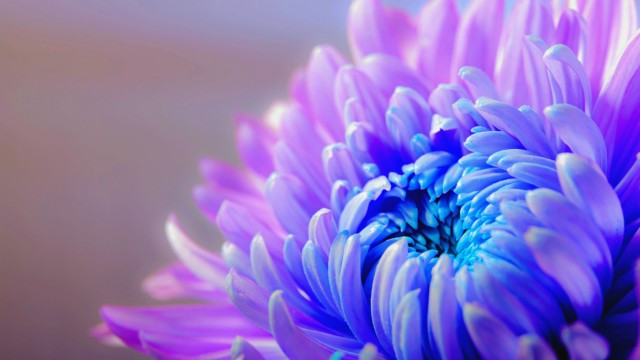Purple Flower Chrysanthemum