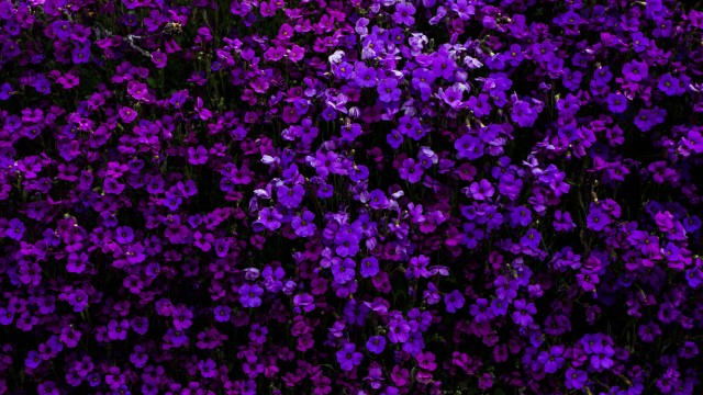 Purple Flowers Floral Background