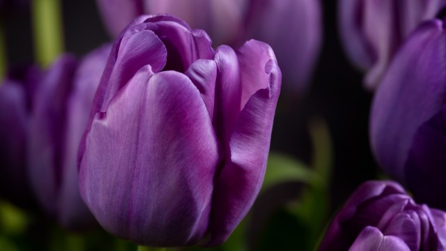 Purple tulips Closeup