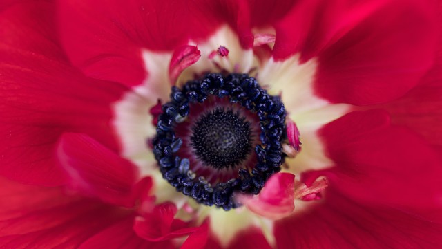 Red flower Closeup