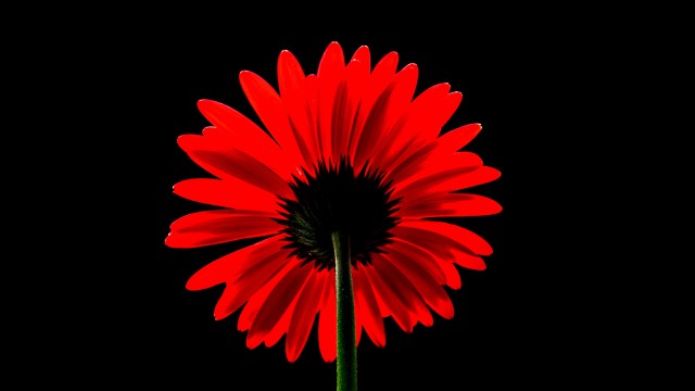 Red Gerbera Daisy Red flower