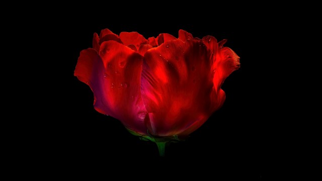 Red Rose AMOLED
