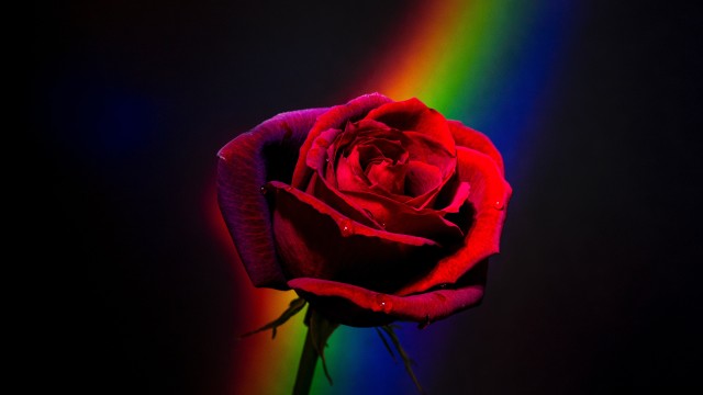 Red Rose Black background