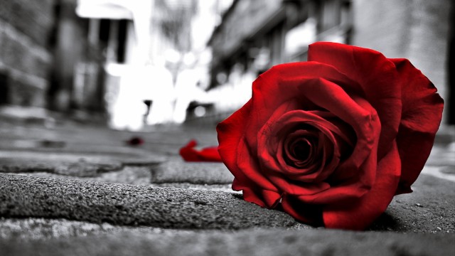 Red Rose Monochrome background