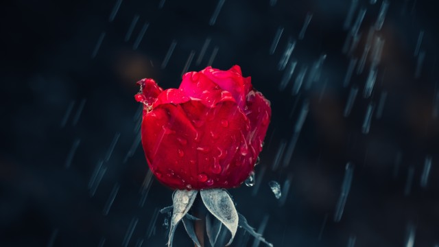 Red Rose Rain