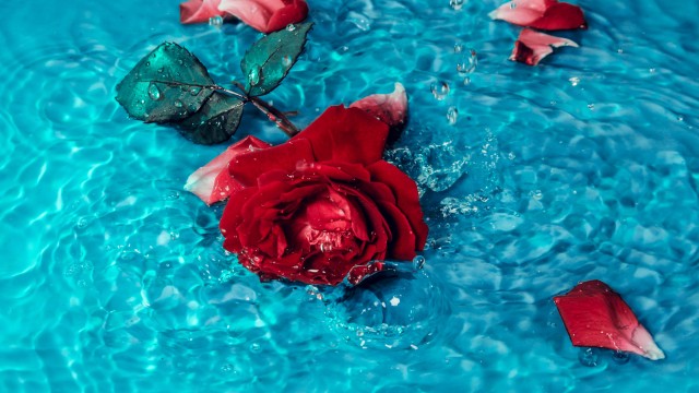 Red Rose Rose flower