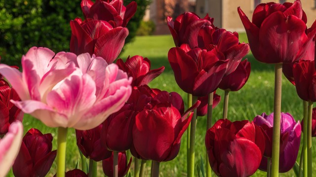 Red Tulips Red flowers
