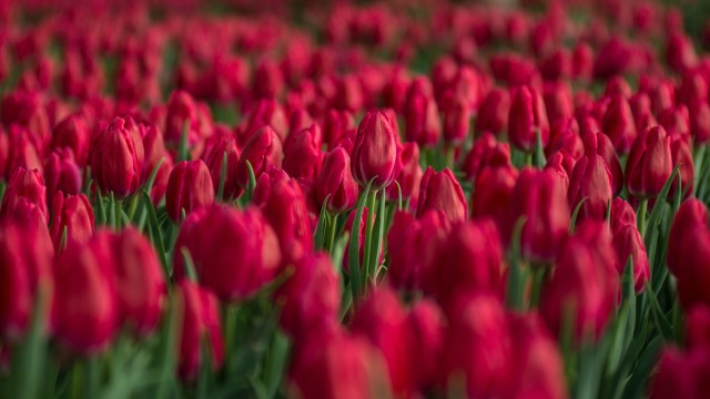 Red Tulips Tulips field