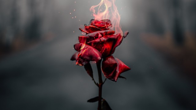 Rose flower Fire